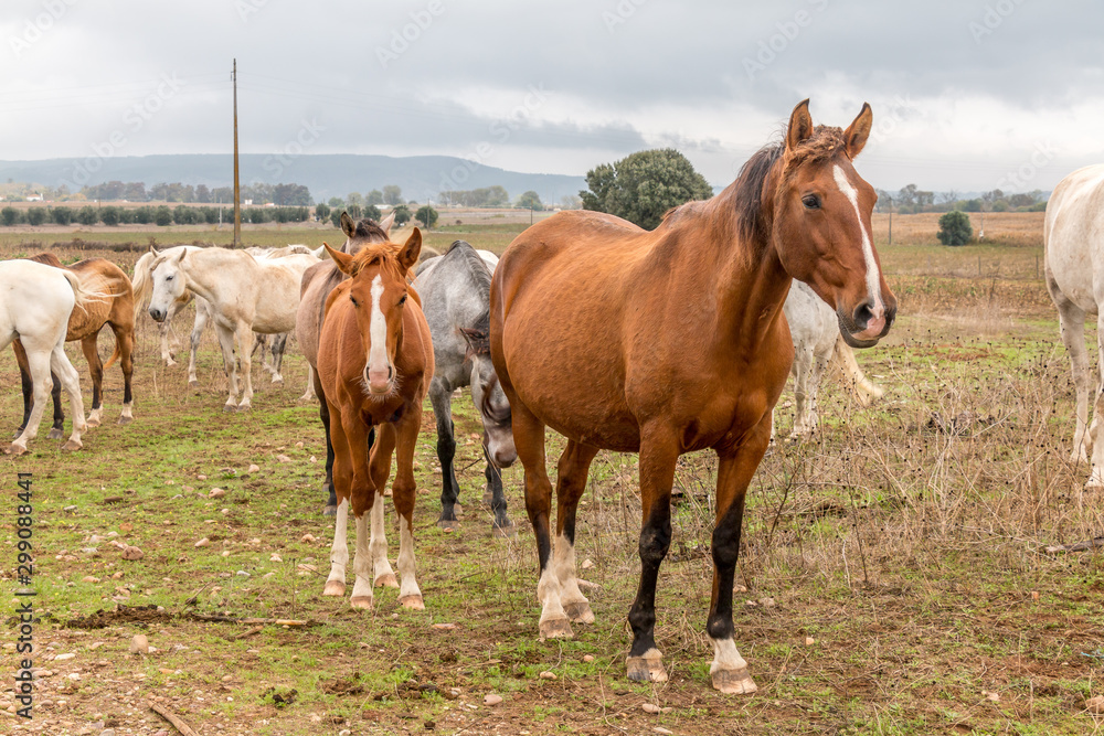 Lusitan Horse herd in the wild - mare and calf - Portugal - Golega