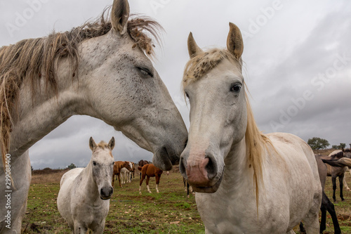 Lusitan Horse herd in the wild - mare and calf - Portugal - Golega © WildGlass Photograph