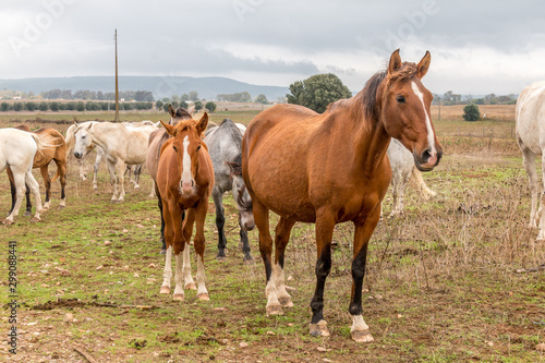 Lusitan Horse herd in the wild - mare and calf - Portugal - Golega