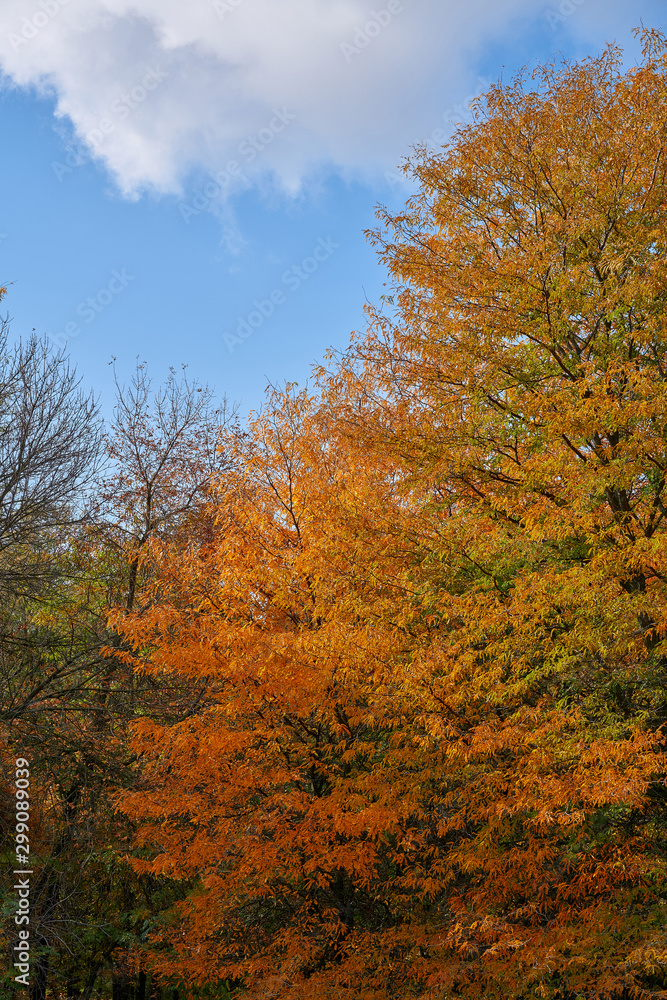 Trees with yellow-orange foliage against a blue sky. Trees with yellow-orange foliage against a blue sky.