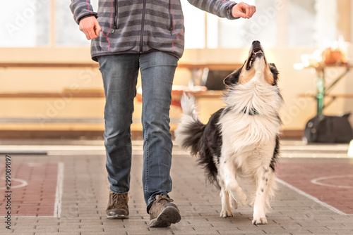 Foto Good attentive Border Collie dog works together with his owner.