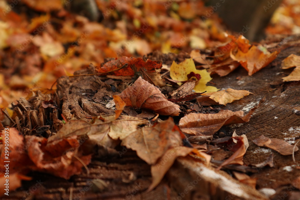 Autumn dry leaves lying on the forest floor, background Autumn dry leaves lying on the forest floor, background