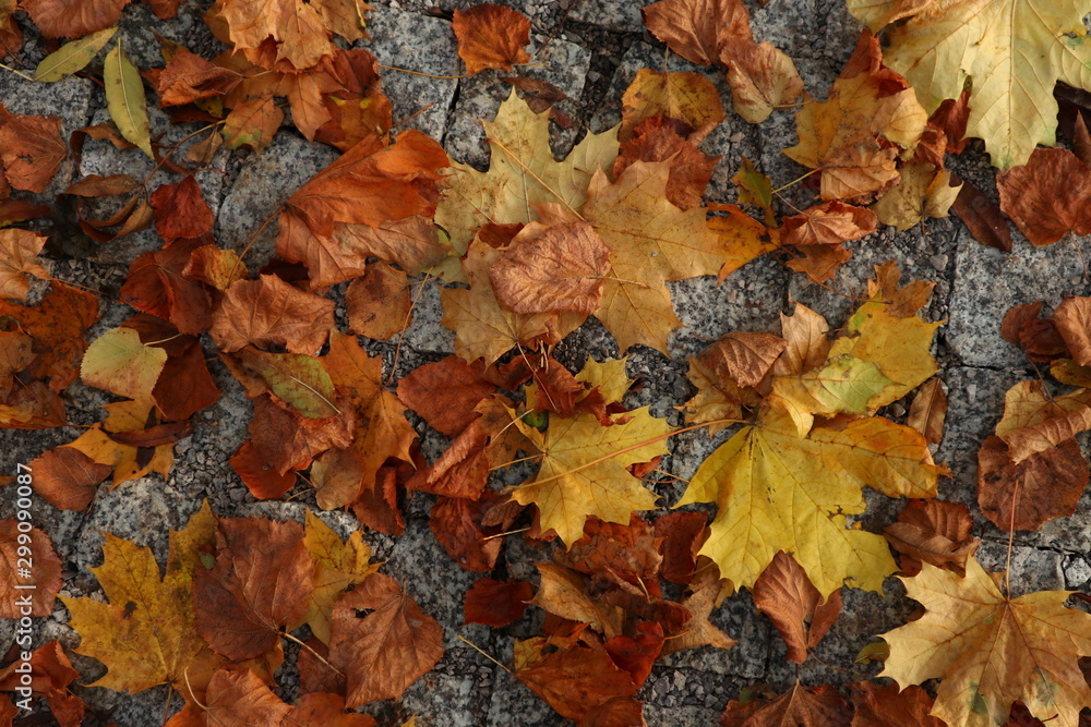 Autumn dry leaves lying on the pavement, background