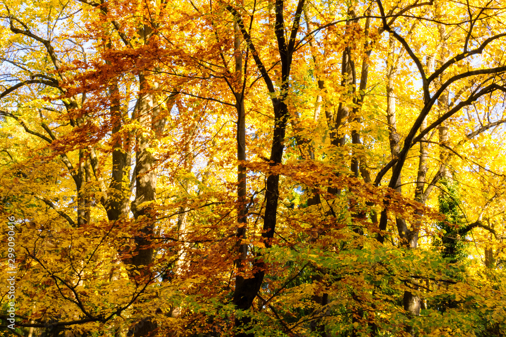 Fototapeta premium Autumn in the park