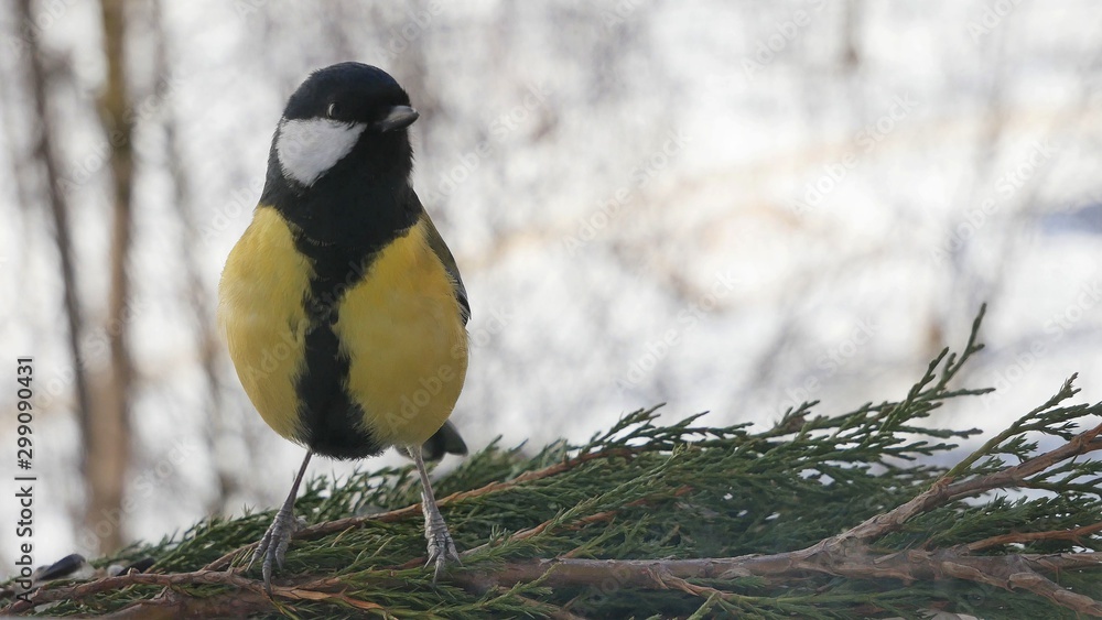 Naklejka premium Tit on a branch of thuja on a winter background.