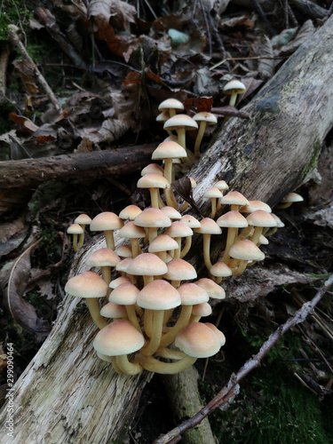 Pilz