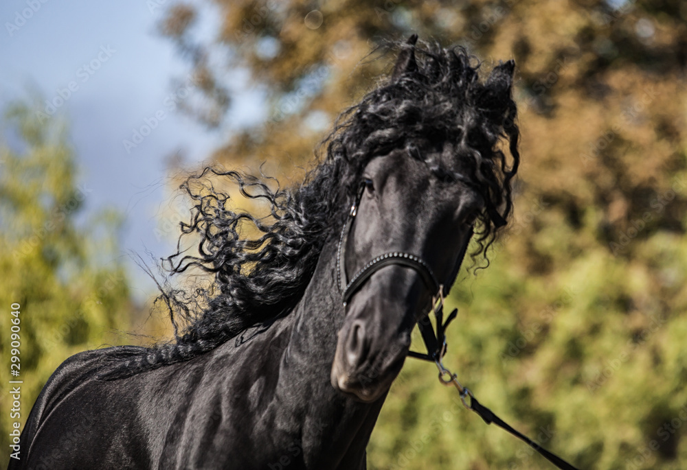Fototapeta premium Black horse portrait in motion with long mane