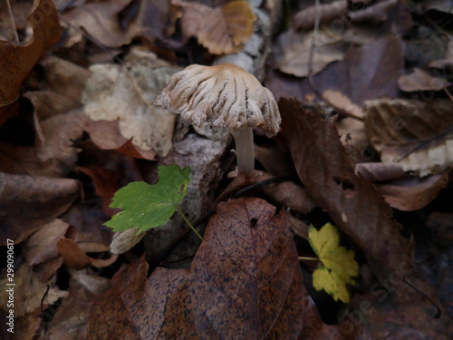 Pilz
