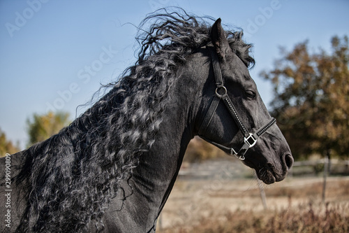 Black horse portrait in motion with long mane