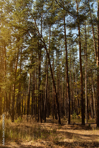 scenic autumnal forest with golden trees and tall pines in sunlight