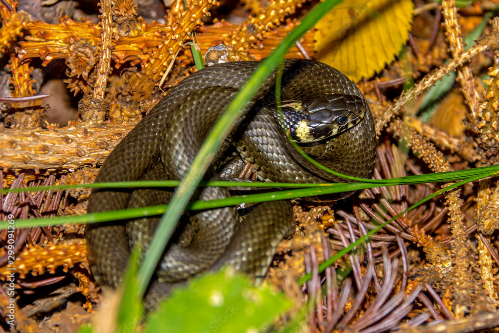 Fototapeta premium Ringelnatter