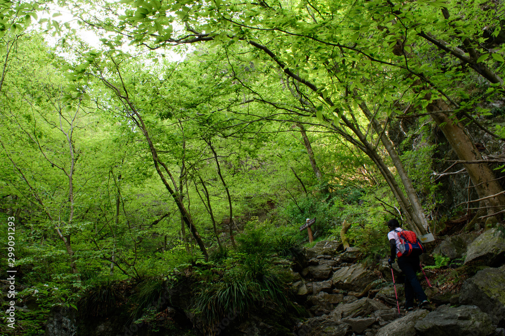 Fototapeta premium 棒ノ嶺（棒ノ折山）の登山道