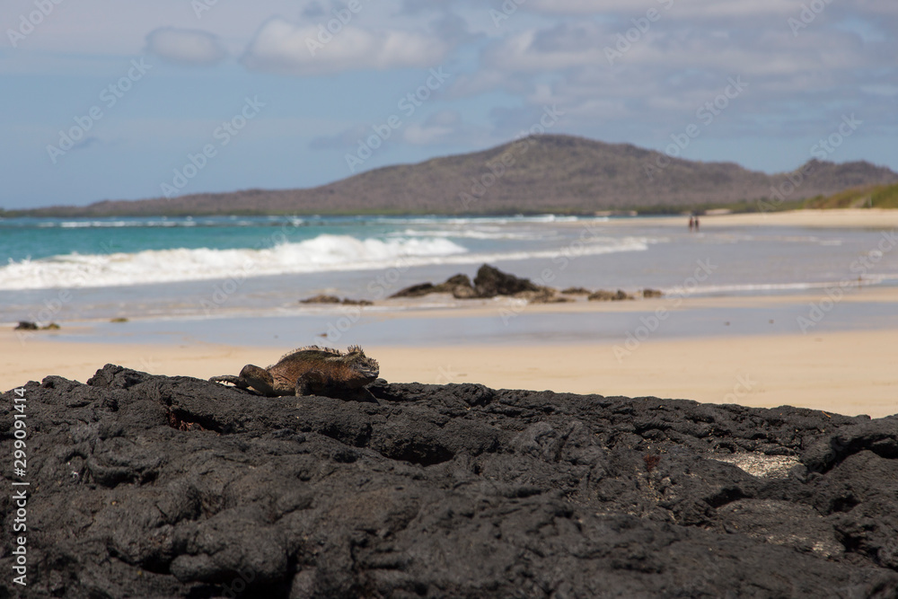 Large male marine iguana seen crawling unto lava rocks with beautiful sand beach and mountain in the background, Puerto Villamil, Isabela Island, Galapagos, Ecuador