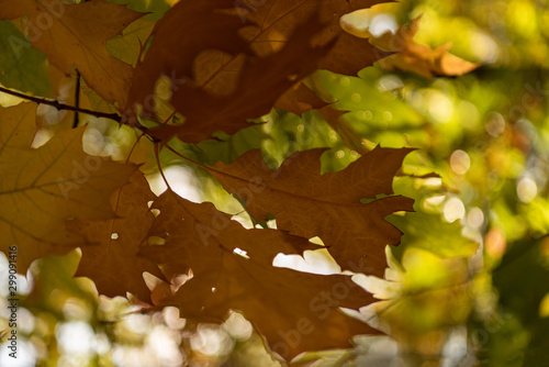 close up view of maple leaves in autumnal forest in sunlight