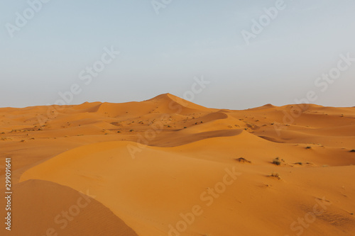 Beautiful landscape of orange desert in Africa, with sand dunes and horizon.