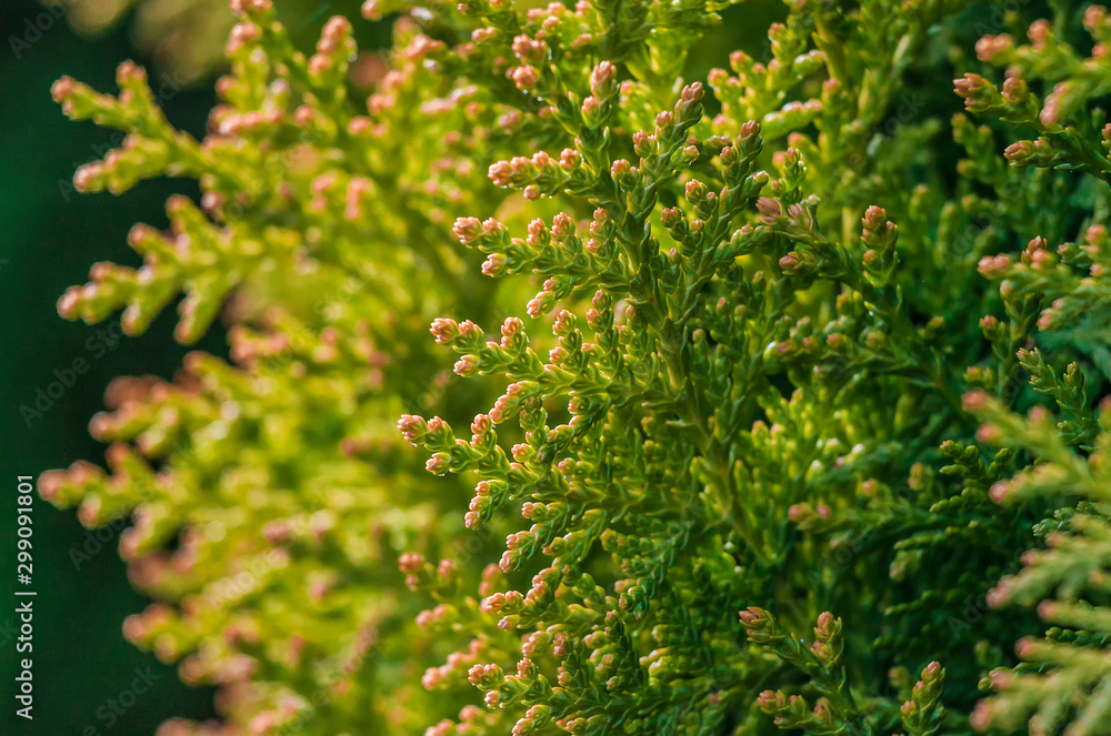 Background Thuja evergreen tree leaves. Thuja branches close up. Green nature background or Wallpaper Texture. Background Thuja evergreen tree leaves. Thuja branches close up. Green nature background or Wallpaper Texture.