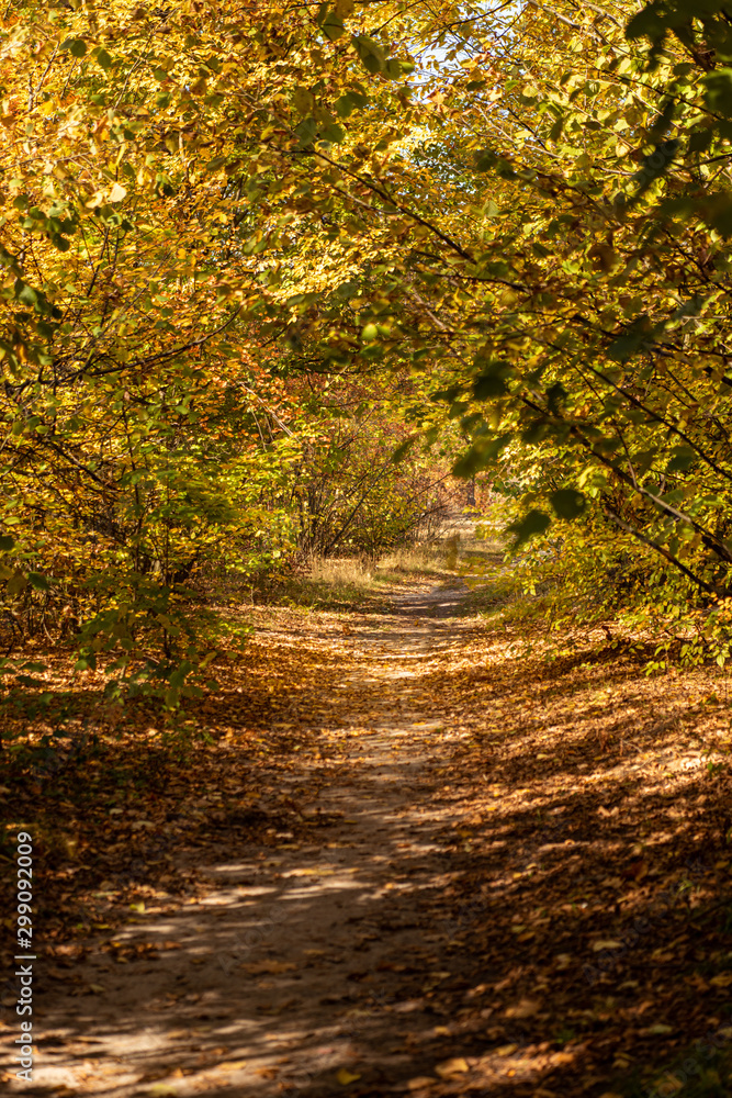 scenic autumnal forest with golden foliage and pathway in sunlight