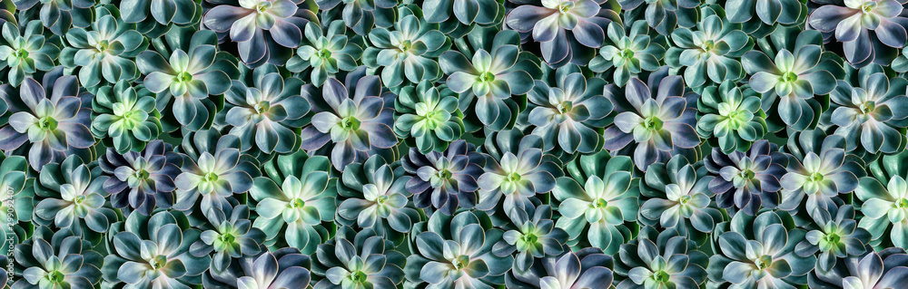 Floral seamless pattern with green echeveria plants Floral seamless pattern with green echeveria plants