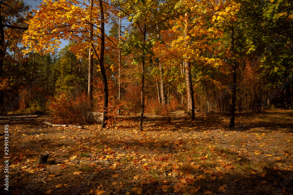 Obraz premium trees with yellow and green leaves in autumnal park at day