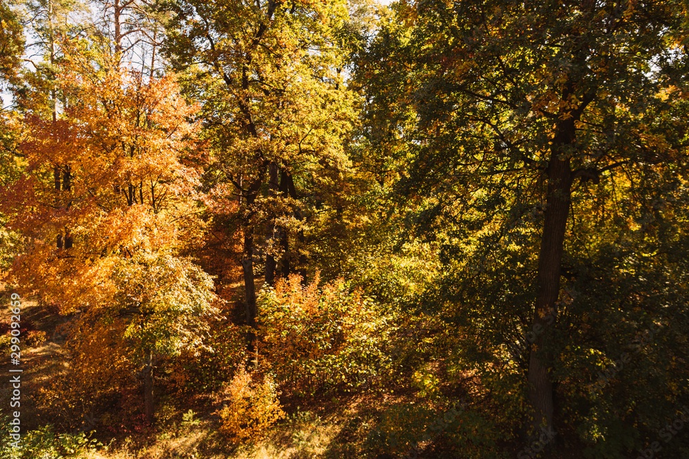 scenic autumnal forest with golden foliage in sunlight