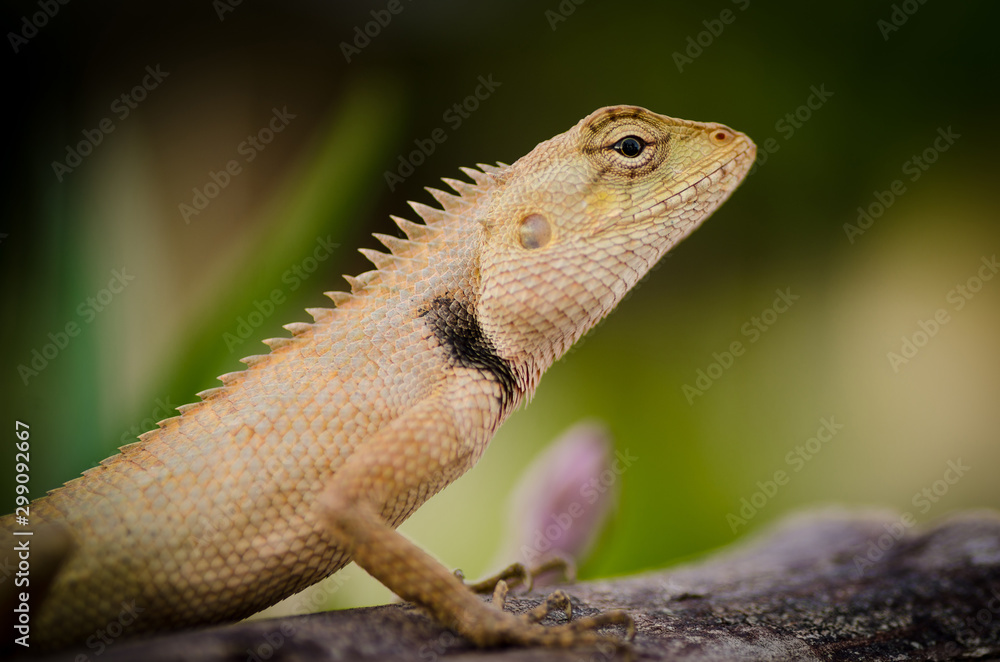 Obraz premium Wild lizard