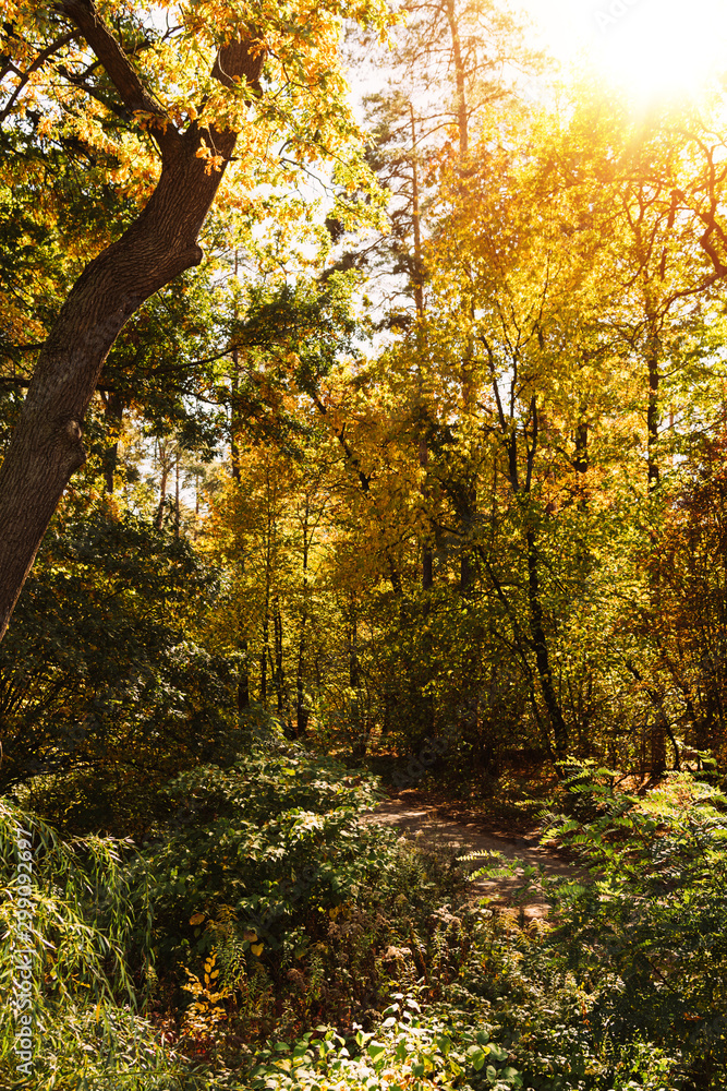 scenic autumnal forest with golden foliage in sunshine scenic autumnal forest with golden foliage in sunshine