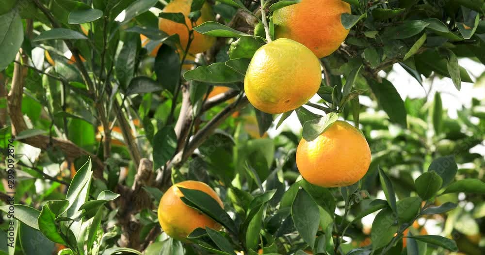 Ripe orange fruit hanging on a tree.ripe and juicy orange in fruit plantation.the wind is waving leaves. Ripe orange fruit hanging on a tree.ripe and juicy orange in fruit plantation.the wind is waving leaves.