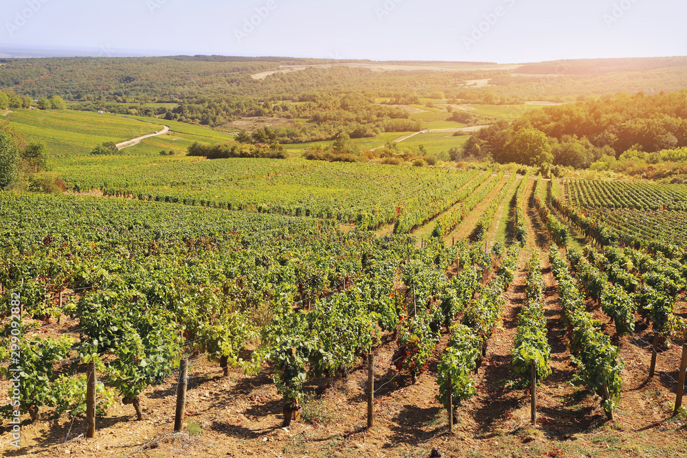 Landscape of France, the Burgundy region: autumn vineyard