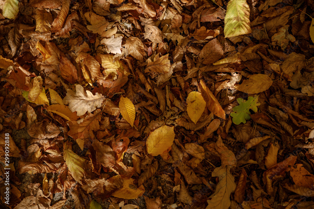 top view of yellow and dry leaves in autumnal park at day top view of yellow and dry leaves in autumnal park at day