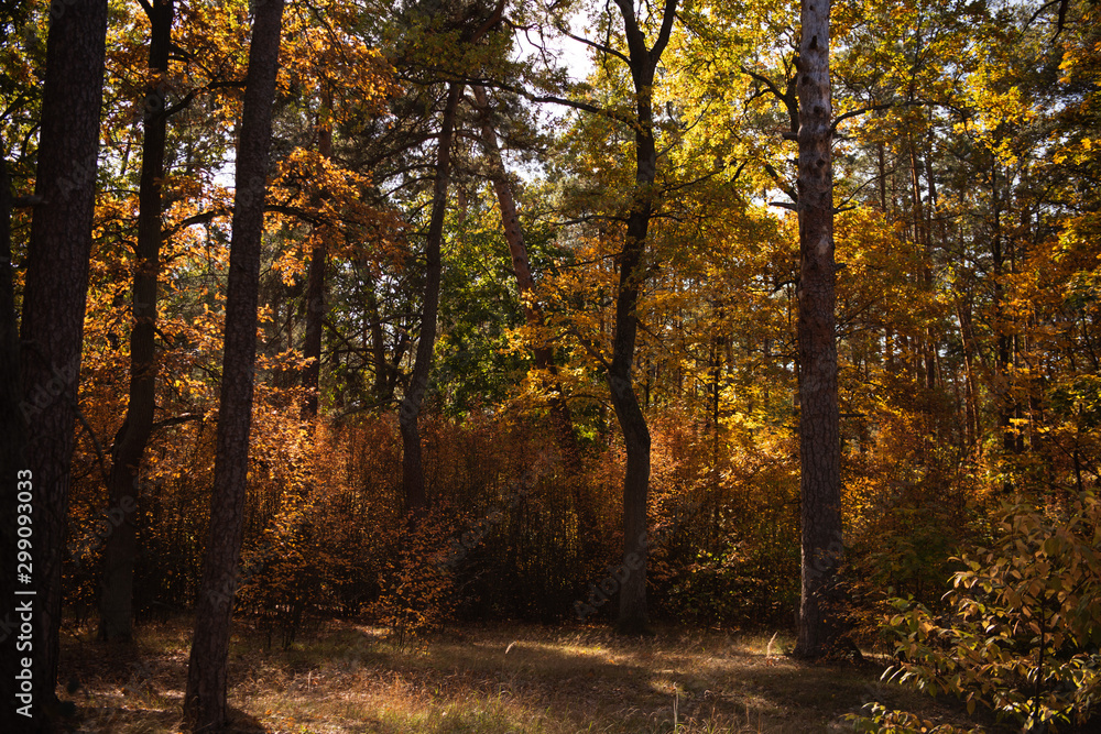 scenic autumnal forest with trees in sunlight scenic autumnal forest with trees in sunlight