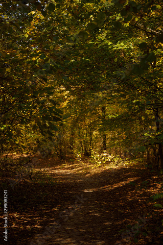 trees with yellow and green leaves in autumnal park at day © LIGHTFIELD STUDIOS