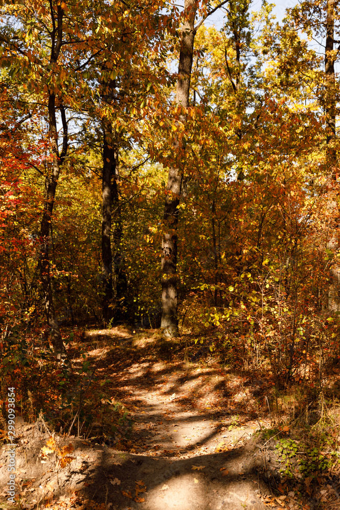 Obraz premium trees with yellow and green leaves in autumnal park at day