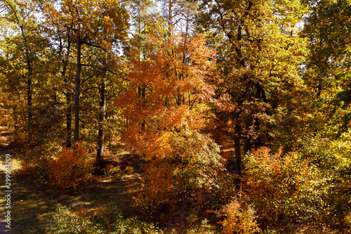 trees with yellow and green leaves in autumnal park at day