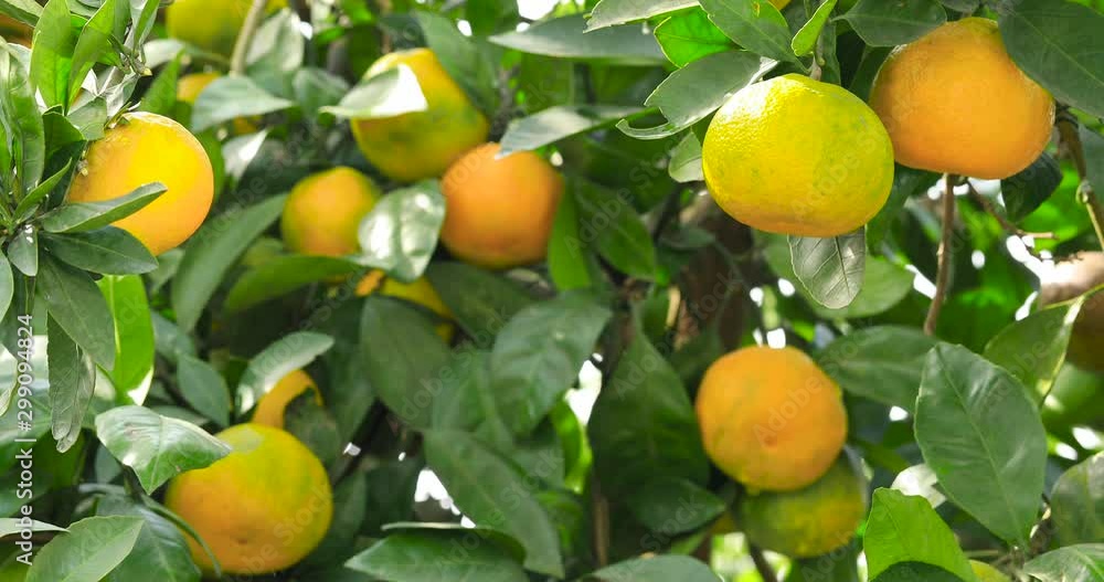 Ripe orange fruit hanging on a tree.ripe and juicy orange in fruit plantation.the wind is waving leaves. Ripe orange fruit hanging on a tree.ripe and juicy orange in fruit plantation.the wind is waving leaves.