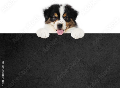 фотографія funny pet puppy dog showing a black placard isolated on white background blank t