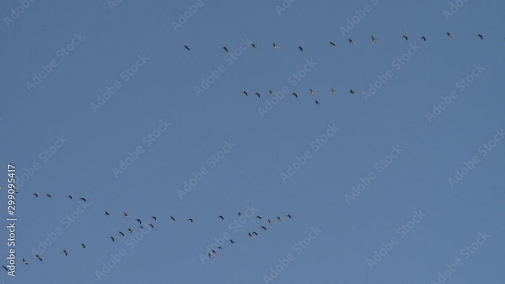 The flight of the Cranes are flying wedge The flight of the Cranes are flying wedge