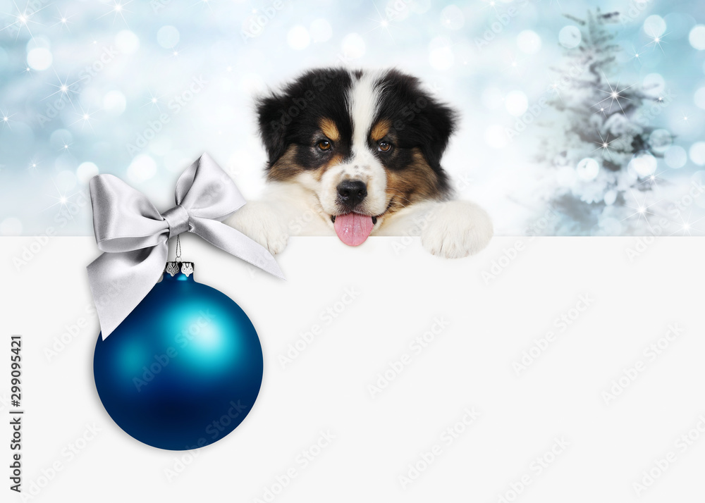 merry christmas and happy new year gift card, puppy pet dog with blue christmas ball with silver ribbon bow, isolated on blurred lights background merry christmas and happy new year gift card, puppy pet dog with blue christmas ball with silver ribbon bow, isolated on blurred lights background