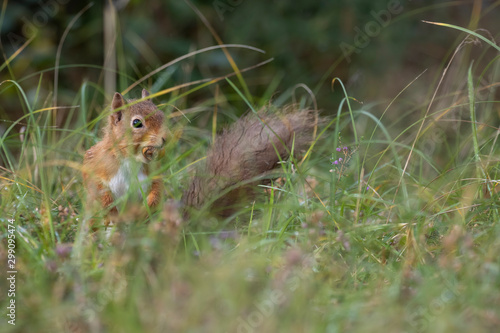 red squirrel, Sciurus vulgaris, portrait with nut in grass and pine tree branch during autumn in October, Scotland.