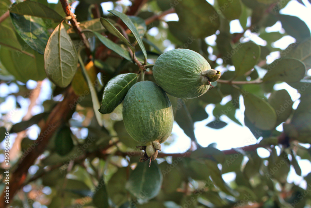 Ripe feijoa fruits on a branch (lat.Acca sellowiana) Ripe feijoa fruits on a branch (lat.Acca sellowiana)