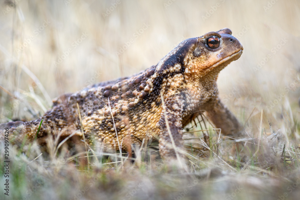 Fototapeta premium Macro Portrait of female Common Iberian toad Bufo spinosus or Bufo bufo on the ground between vegetation.