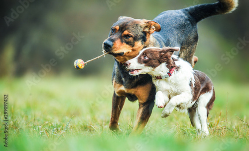 Photography Young border collie dog playing with ball and adult dogs on animal training place