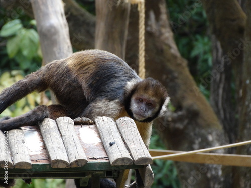 white-faced capuchin monkey on a wooden roof