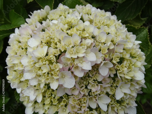 white and pink hydrangea