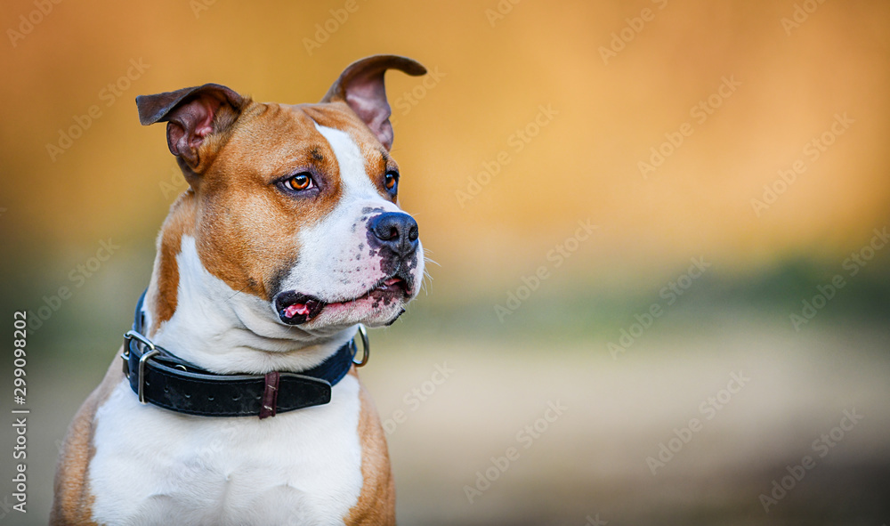 American Staffordshire Terrier. Dangerous dog head portrait with color background.