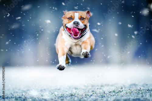 American staford terrier jump in high speed in winter snow. Dog run or fly toward to photo camera.