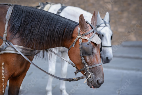 Two horses in harness on blurred background. Close-up