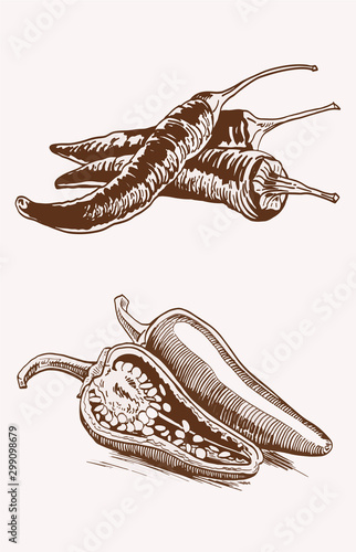 Graphical vintage set of peppers, sepia vector illustration