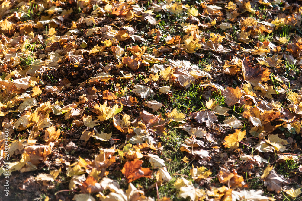 Gefallene Herbstblätter Gefallene Herbstblätter