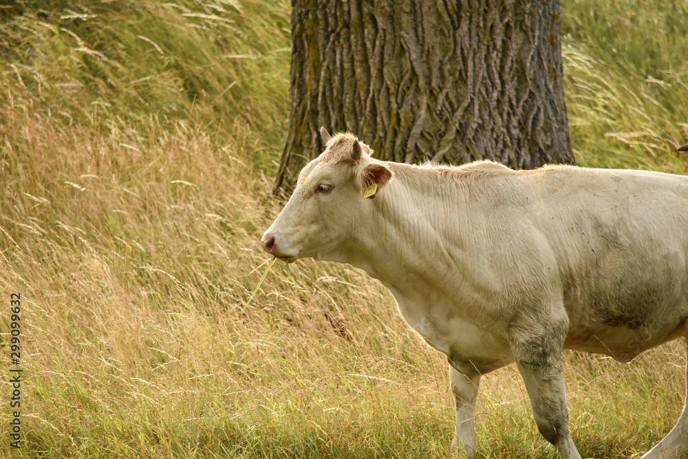 Cattle eating and walking along the grassy fields on a sunny day Cattle eating and walking along the grassy fields on a sunny day
