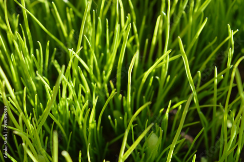 spring green grass 